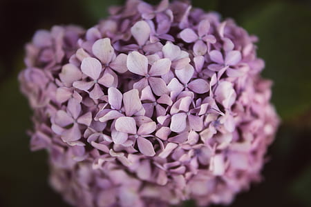 close-up photography of purple petal flowers thumbnail