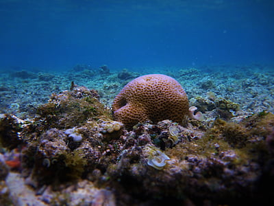 brown coral in body of water thumbnail