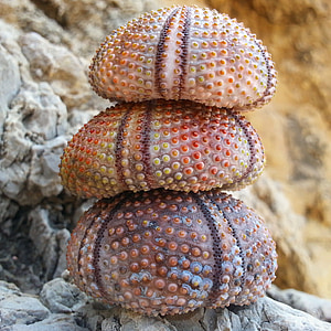 thee sea creatures thumbnail