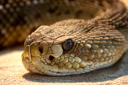 brown snake thumbnail