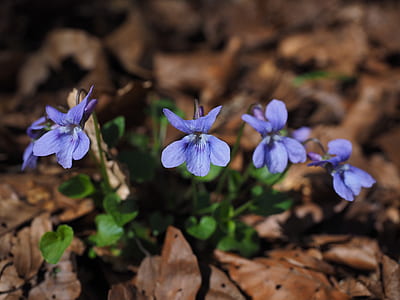 purple petaled flowers thumbnail