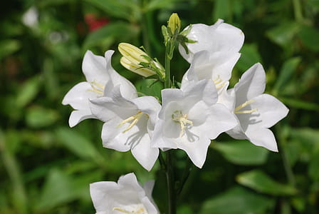 selective focus photography of white petaled flower thumbnail