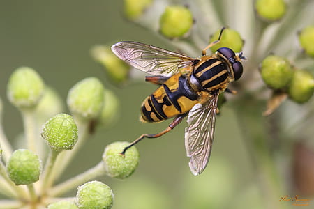 yellow and black bee thumbnail