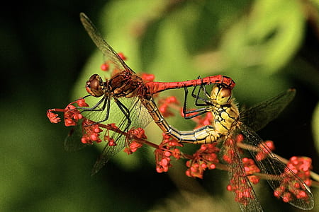 shallow focus photography of red and yellow dragonflies thumbnail