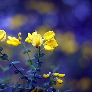 yellow petaled flowers thumbnail