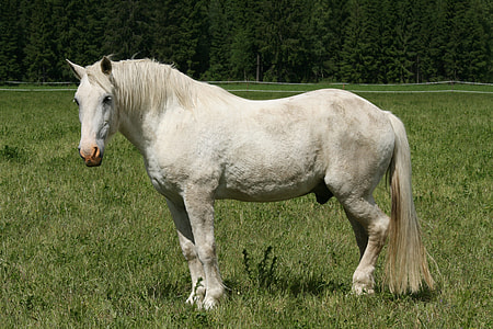 white horse standing in middle of green grass field thumbnail