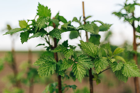 Green garden plants thumbnail