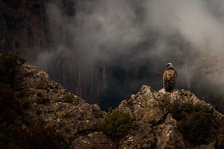 eagle standing on gray rock formation at daytime thumbnail