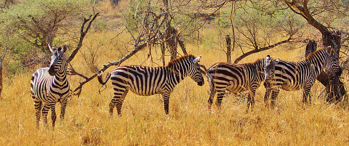 four zebras on grass field thumbnail