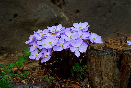 purple flowers near brown wood at daytime thumbnail