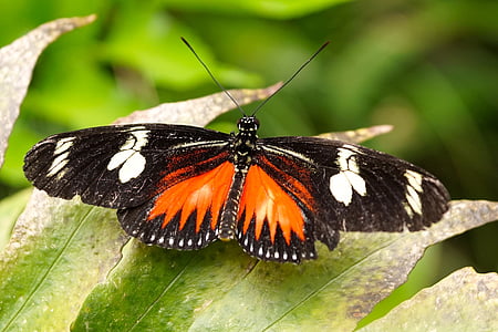 black and orange butterlfy thumbnail