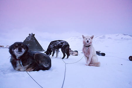 three black and white snow wolf on the snow thumbnail