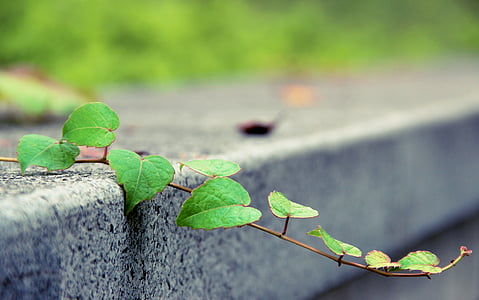 macro photography of green leafed plant on gray concrete surface thumbnail