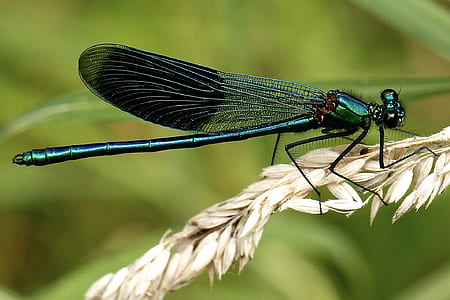 green dragonfly thumbnail