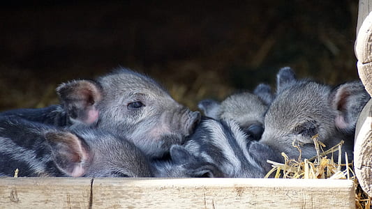 five gray piglets thumbnail