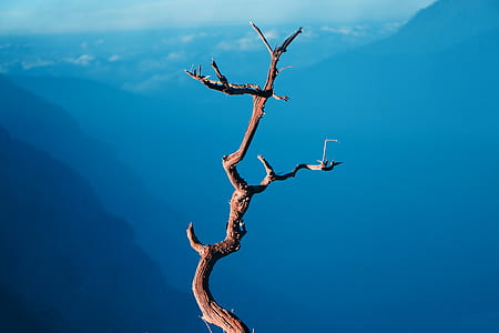 bare tree branch thumbnail