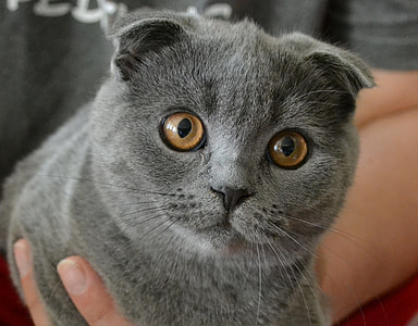 gray cat thumbnail