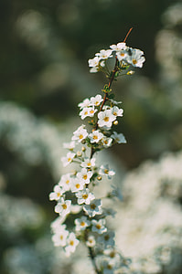 white 5-petaled flwoer thumbnail