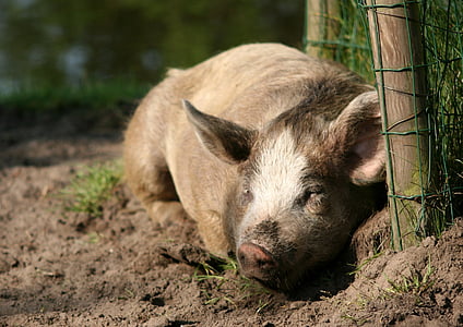 brown wild pig lying beside green net thumbnail