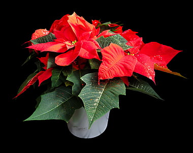 close-up photo of red poinsettia flowers in white vase thumbnail
