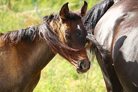 brown horse in open field thumbnail
