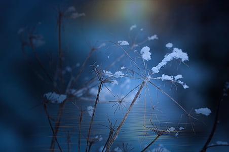 withered white dandelion close-up photo thumbnail