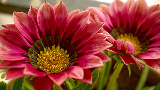 Closeup Photo of Two Red Petaled Flowers thumbnail