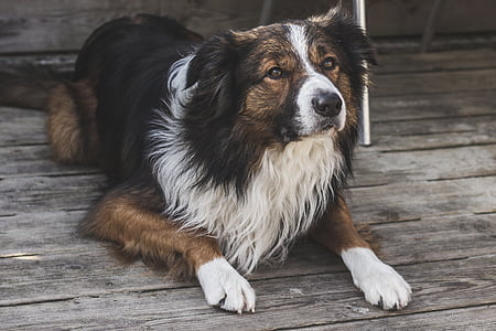 long-haired tan, white, and black dog on floor thumbnail