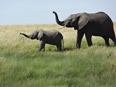 two gray elephants on green grass field thumbnail