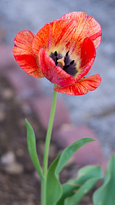 red-and-yellow petaled flower thumbnail
