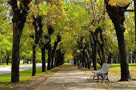 empty bench near trees on sidewalk thumbnail