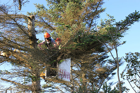 Tree Surgery, Cutting Trees thumbnail