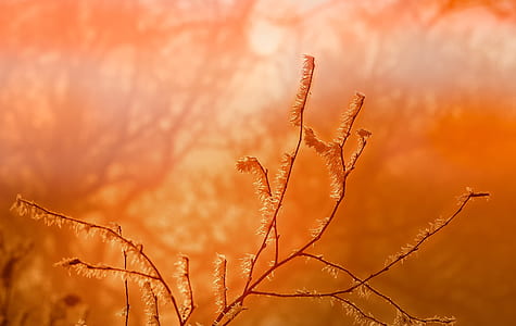 orange plant thumbnail