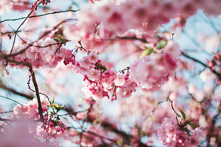 shallow focus photography of pink flowers thumbnail