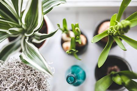 high angle photography of plants thumbnail