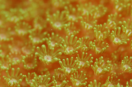 closeup photo of green and orange plants thumbnail