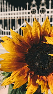 close-up photo of yellow and black sunflower thumbnail