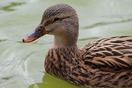 closeup photo of female mallard duck on water thumbnail
