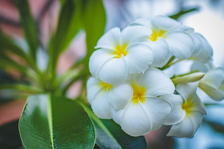 Closeup Photo of White Petaled Flowers thumbnail