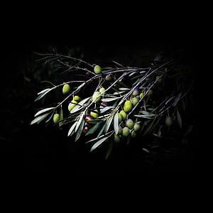 green fruits thumbnail