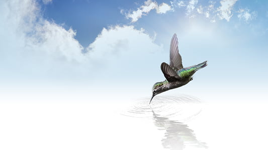 green and black hummingbird at daytime thumbnail