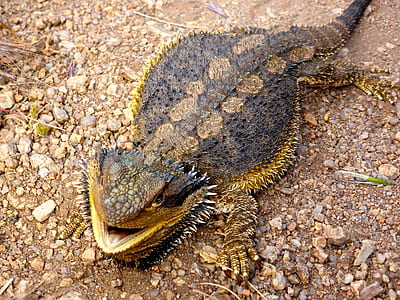 brown lizard on dirt thumbnail