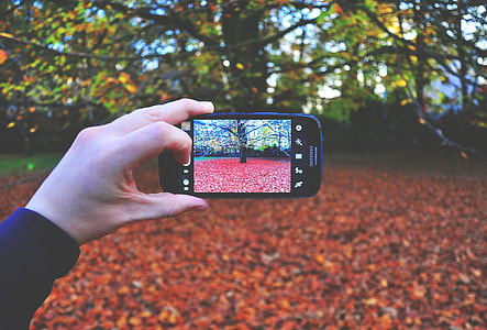 person taking photo of tree thumbnail