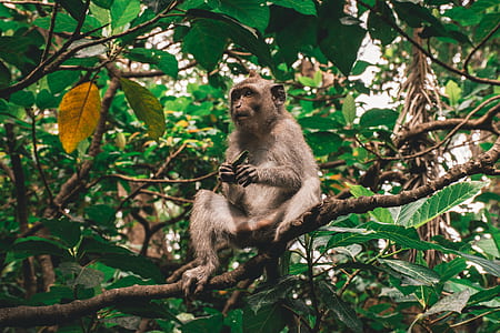 gray monkey sitting on tree branch thumbnail