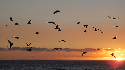 photo of flying birds thumbnail