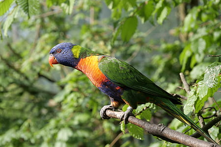 green and orange bird standing on tree thumbnail