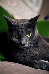 black cat lying on brown textile thumbnail