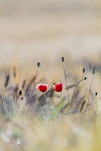nature, red, field, flowers thumbnail