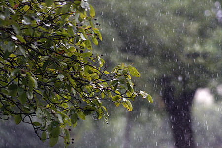 selective focus photography wet green leaves thumbnail