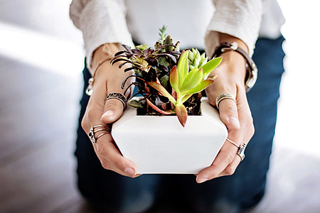 person holding a white ceramic flower pot with succulents thumbnail